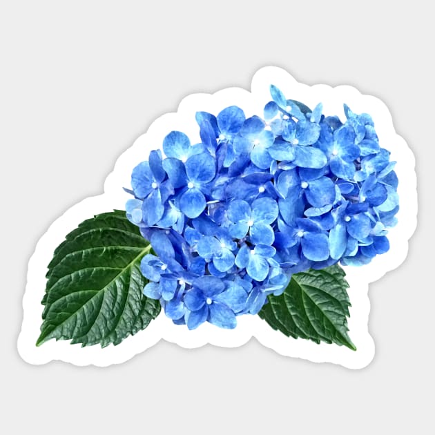 Blue Hydrangea Sticker by SusanSavad